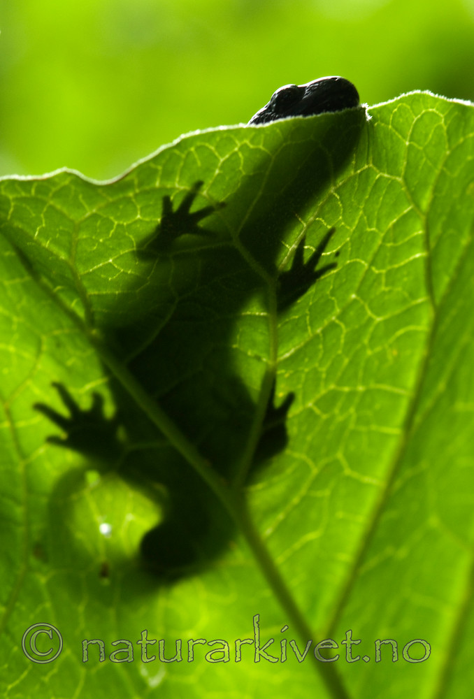 BB 09 0153 / Triturus cristatus / Storsalamander