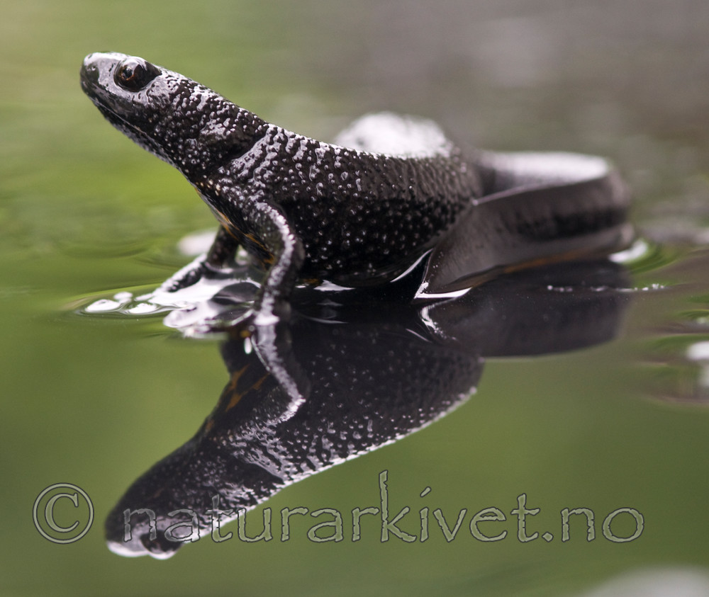 BB 09 0154 / Triturus cristatus / Storsalamander