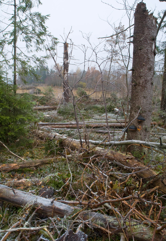 BB 09 0161 / Picea abies / Gran