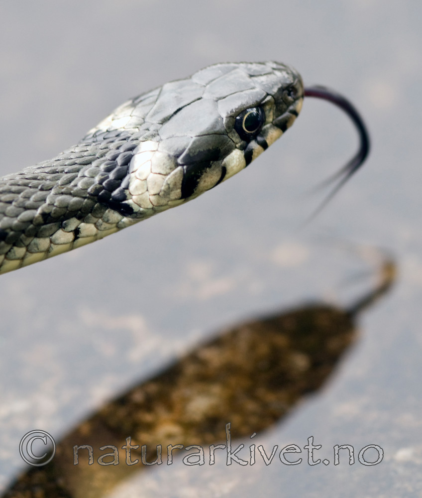 BB 09 0167 / Natrix natrix / Buorm