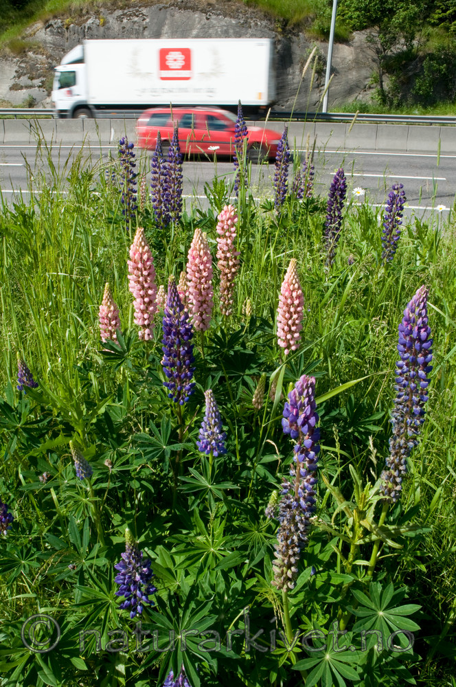 BB 09 0168 / Lupinus polyphyllus / Hagelupin