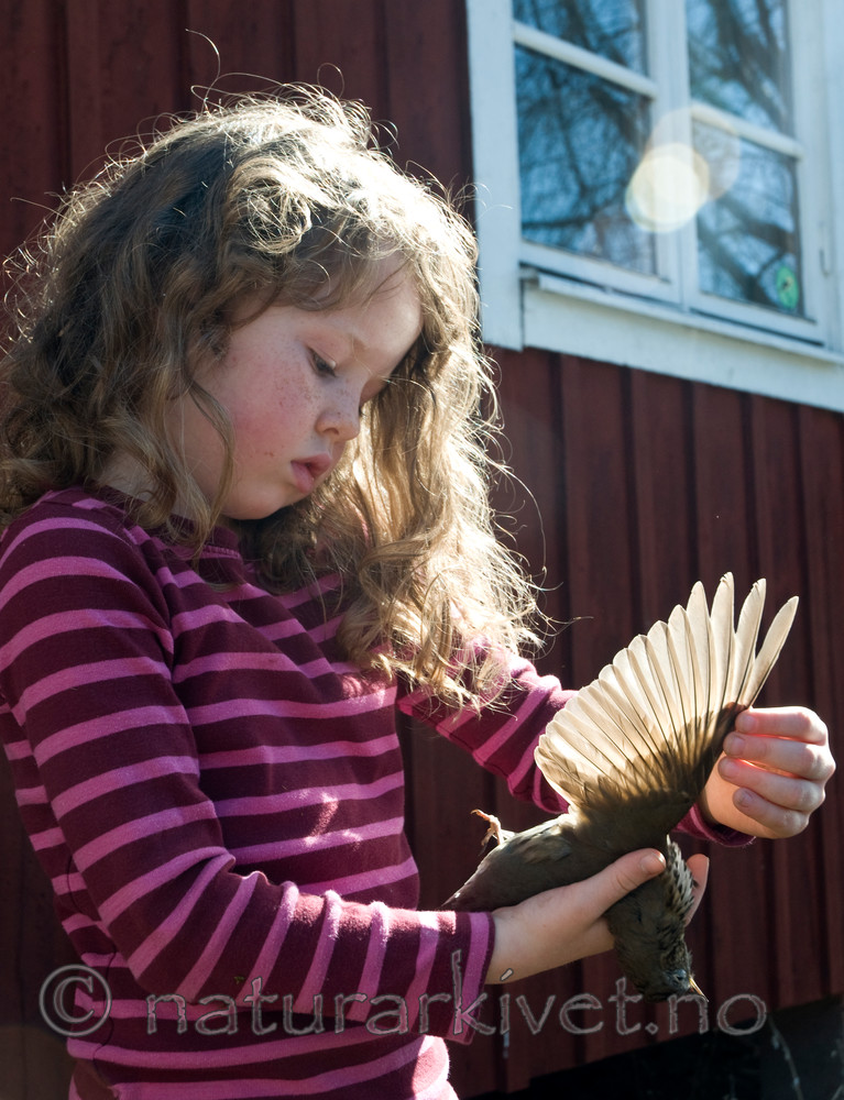 BB 09 0174 / Turdus philomelos / Måltrost