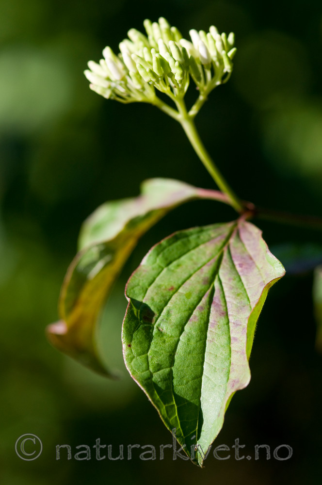 BB 09 0183 / Swida sanguinea / Villkornell