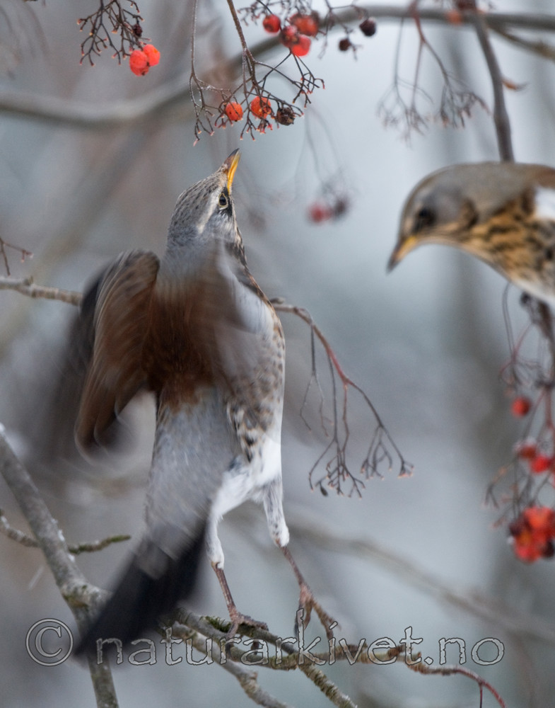 BB 09 0187 / Sorbus aucuparia / Rogn <br /> Turdus pilaris / Gråtrost