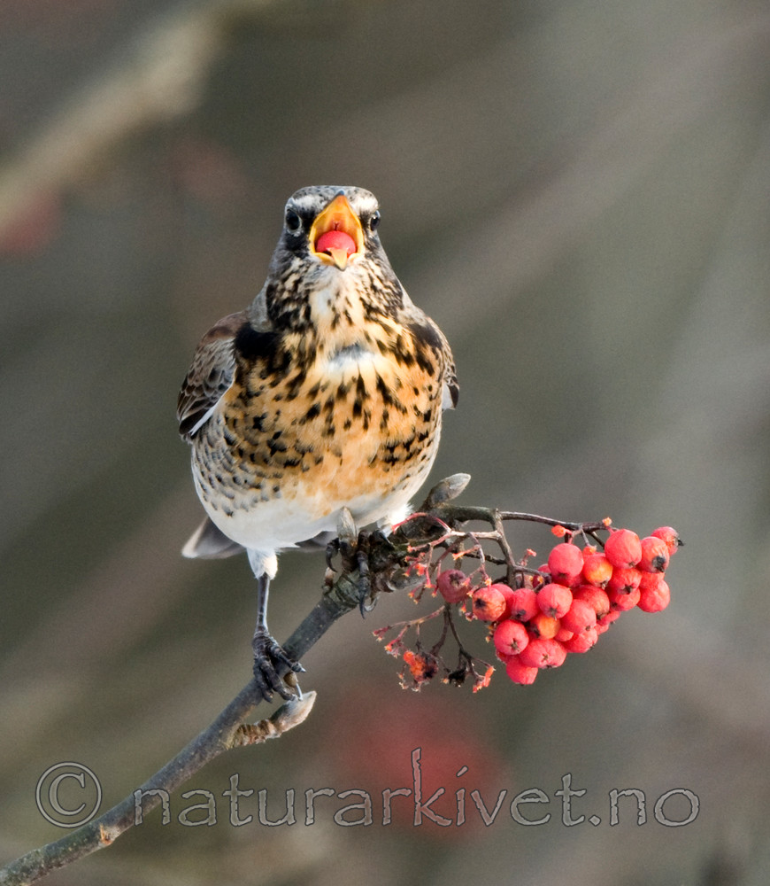 BB 09 0188 / Sorbus aucuparia / Rogn <br /> Turdus pilaris / Gråtrost