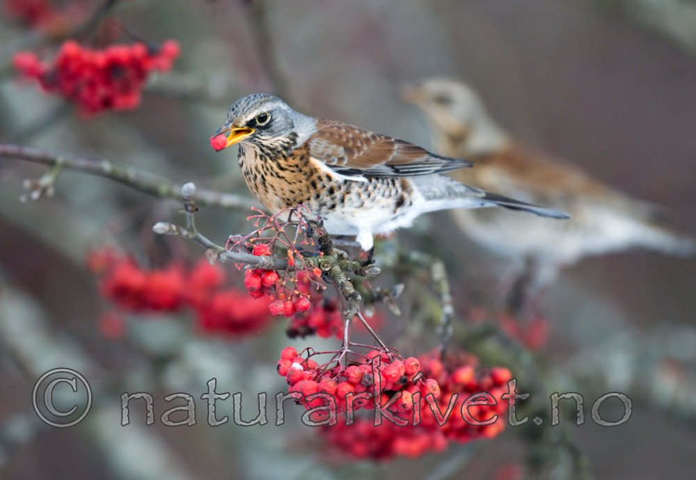 BB 09 0190 / Sorbus aucuparia / Rogn <br /> Turdus pilaris / Gråtrost