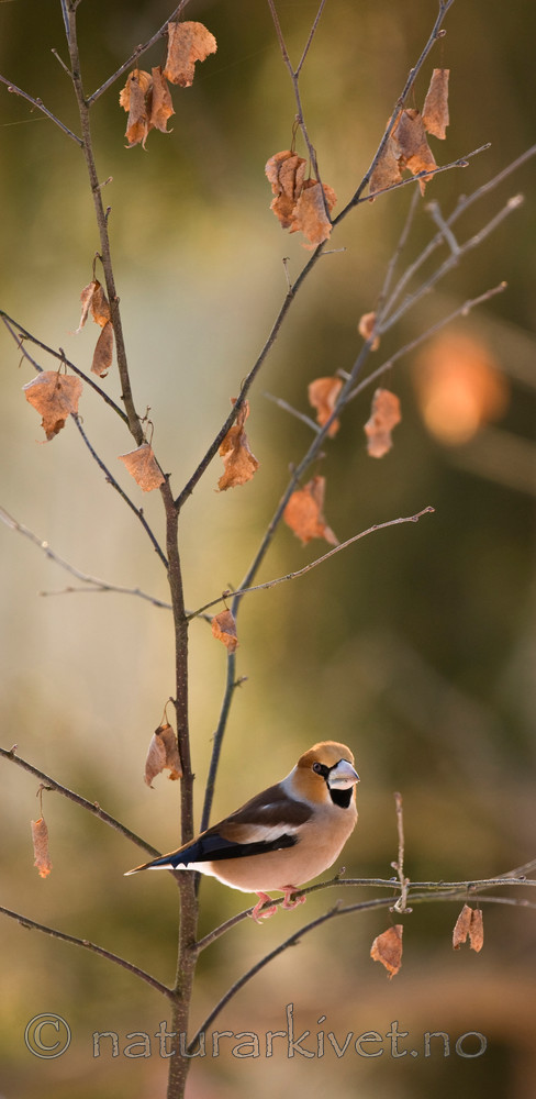 BB 09 0195 / Coccothraustes coccothraustes / Kjernebiter