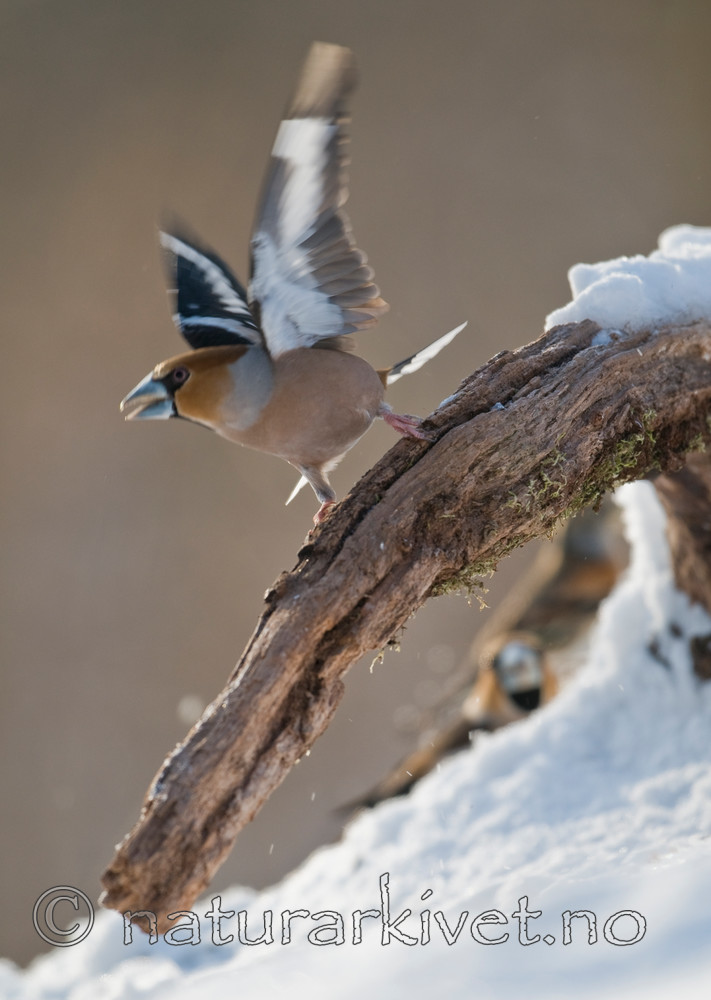 BB 09 0199 / Coccothraustes coccothraustes / Kjernebiter