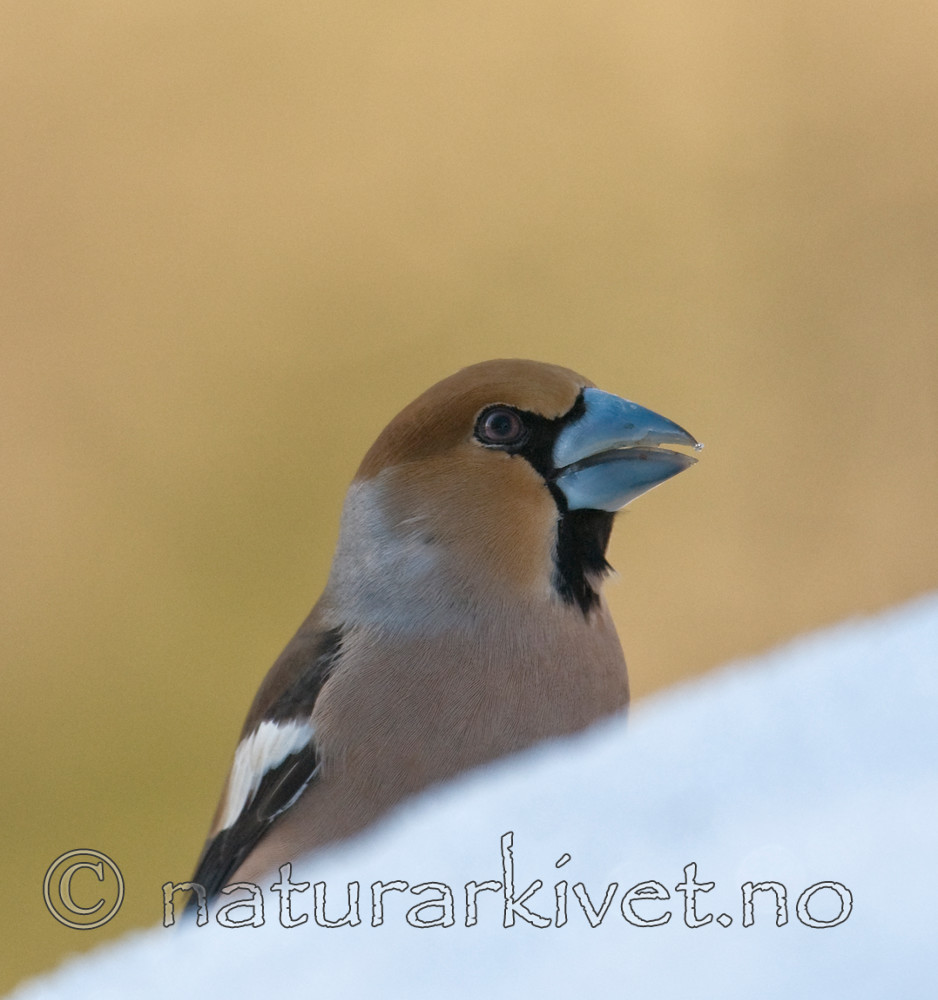 BB 09 0200 / Coccothraustes coccothraustes / Kjernebiter