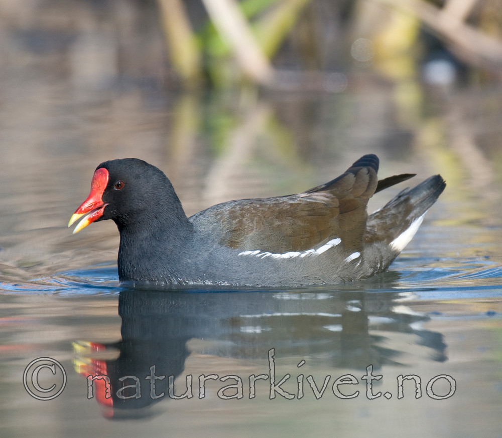 BB 09 0204 / Gallinula chloropus / Sivhøne