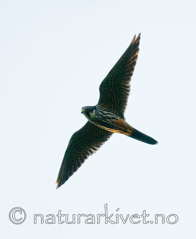 BB 09 0210 / Falco subbuteo / Lerkefalk