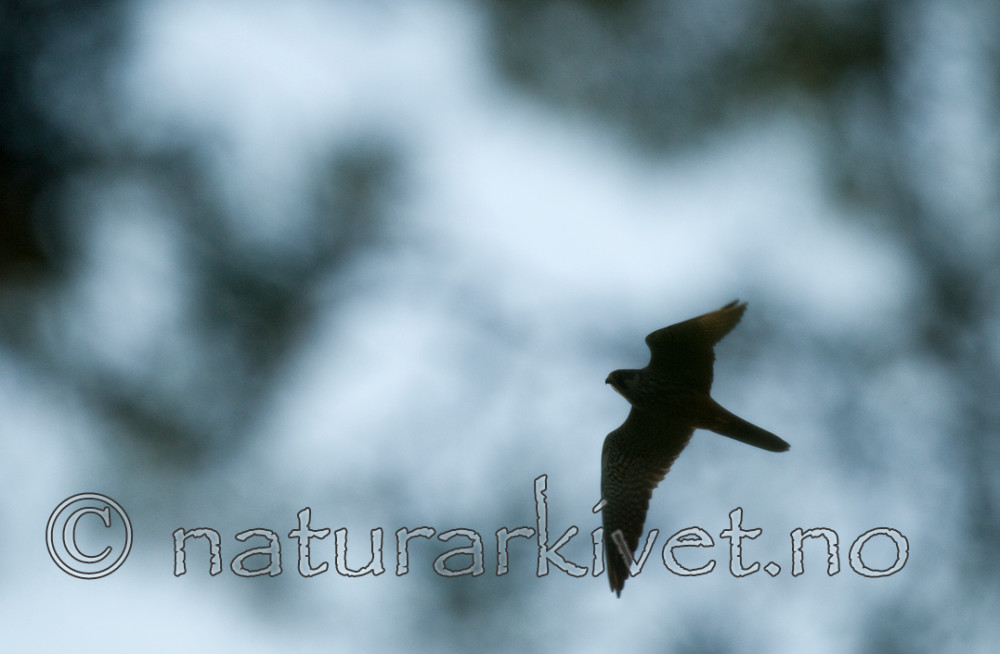 BB 09 0211 / Falco subbuteo / Lerkefalk