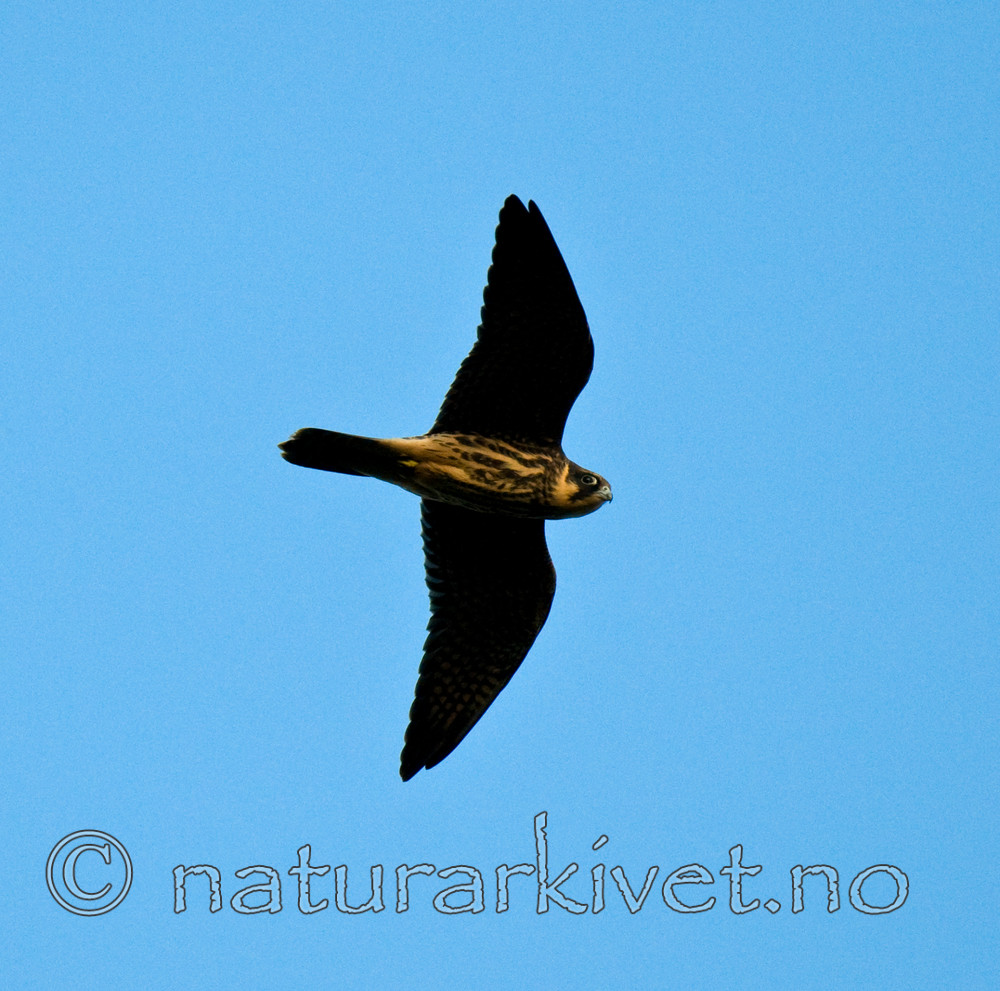 BB 09 0213 / Falco subbuteo / Lerkefalk