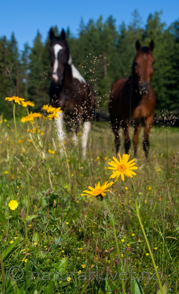 BB 09 0214 / Arnica montana / Solblom <br /> Equus caballus / Hest
