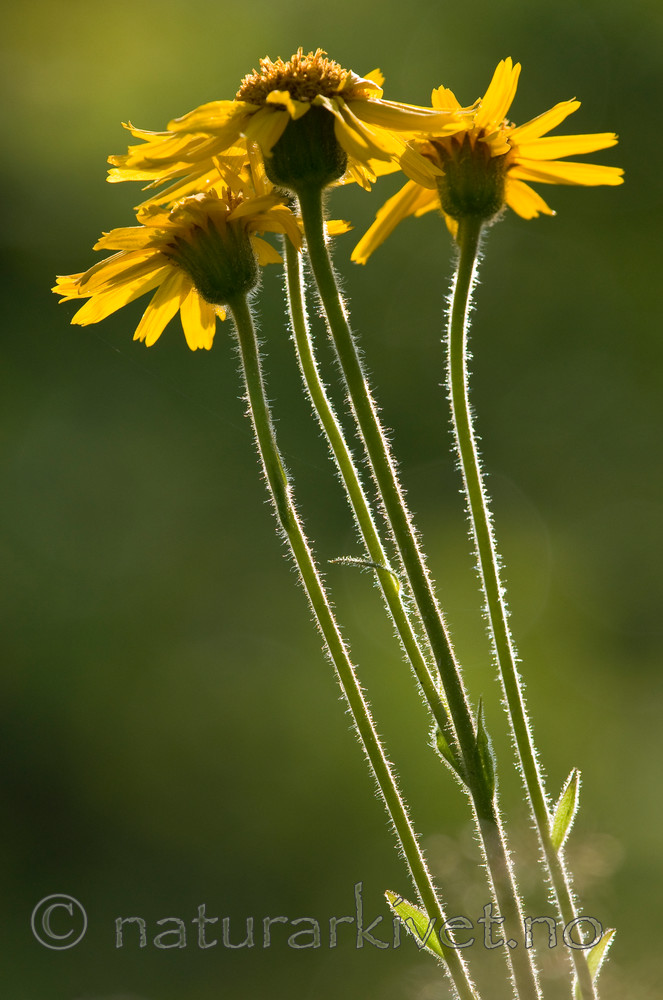 BB 09 0226 / Arnica montana / Solblom