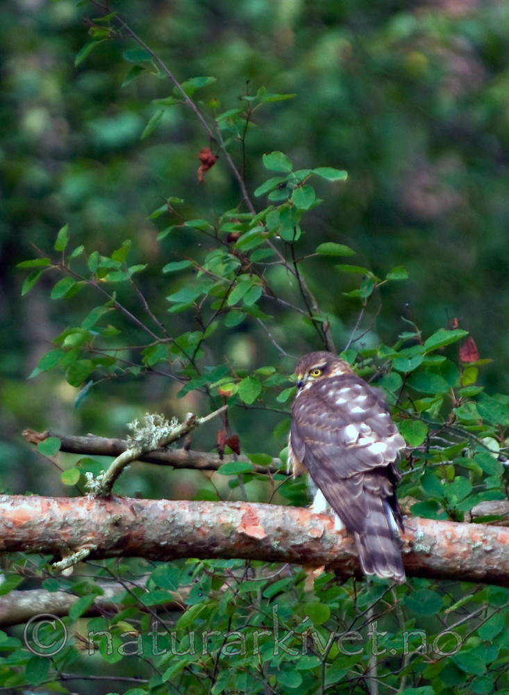BB 09 0227 / Accipiter nisus / Spurvehauk