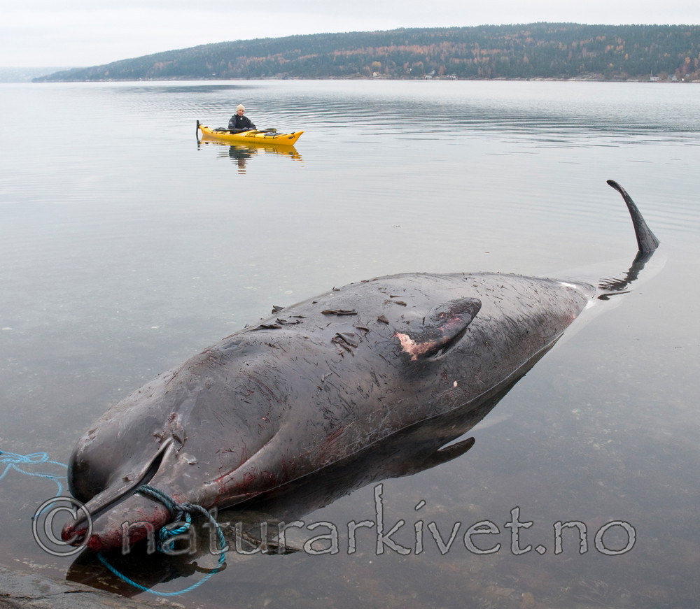 BB 09 0232 / Hyperoodon ampullatus / Nebbhval