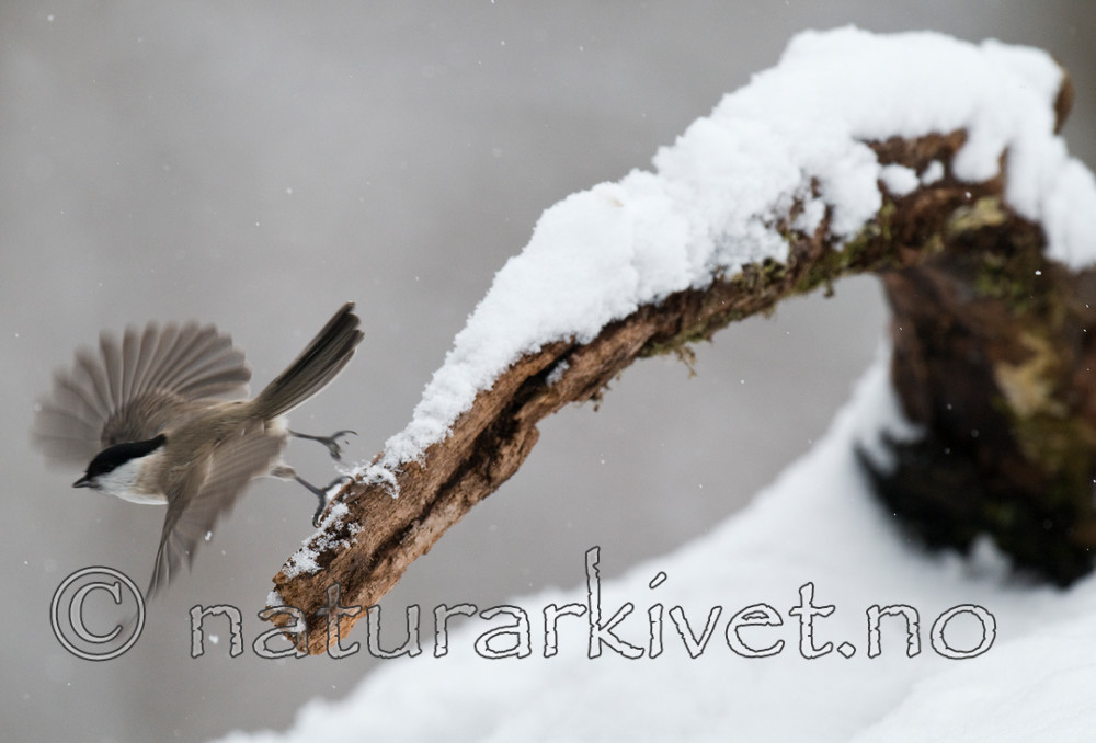 BB 09 0246 / Poecile palustris / Løvmeis