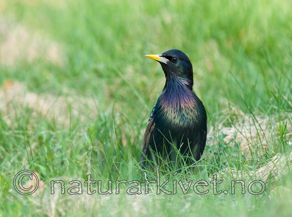 BB 09 0247 / Sturnus vulgaris / Stær