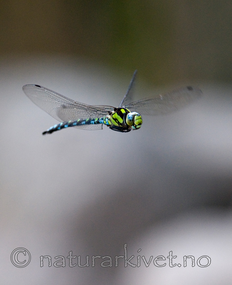 BB 09 0253 / Aeshna cyanea / Blågrønn øyenstikker