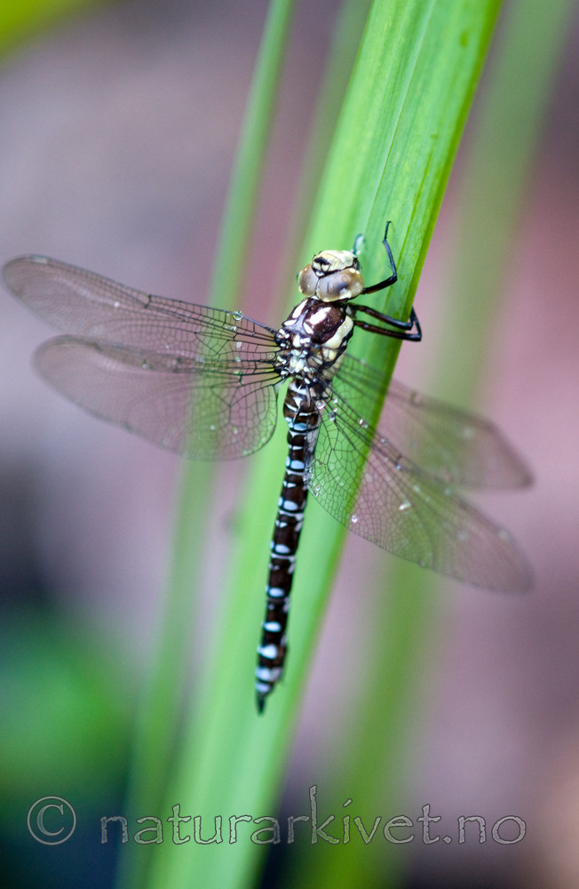 BB 09 0254 / Aeshna cyanea / Blågrønn øyenstikker