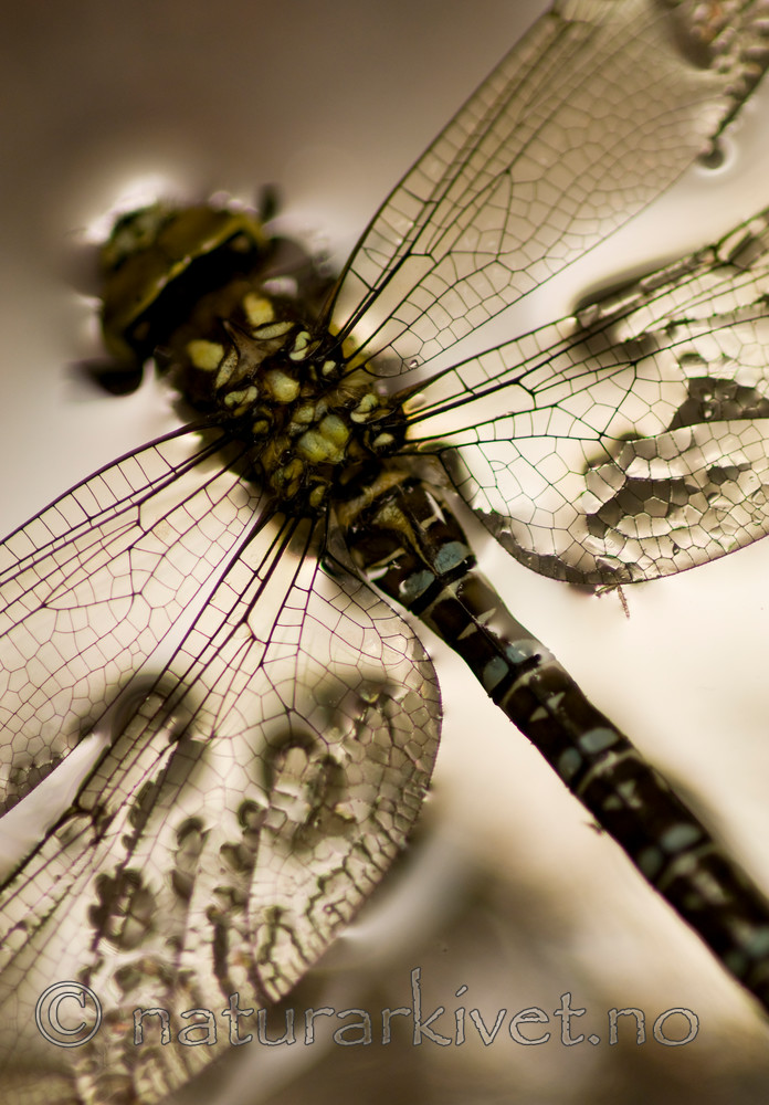 BB 09 0257 / Aeshna cyanea / Blågrønn øyenstikker