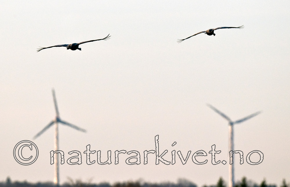 BB 09 0259 / Grus grus / Trane