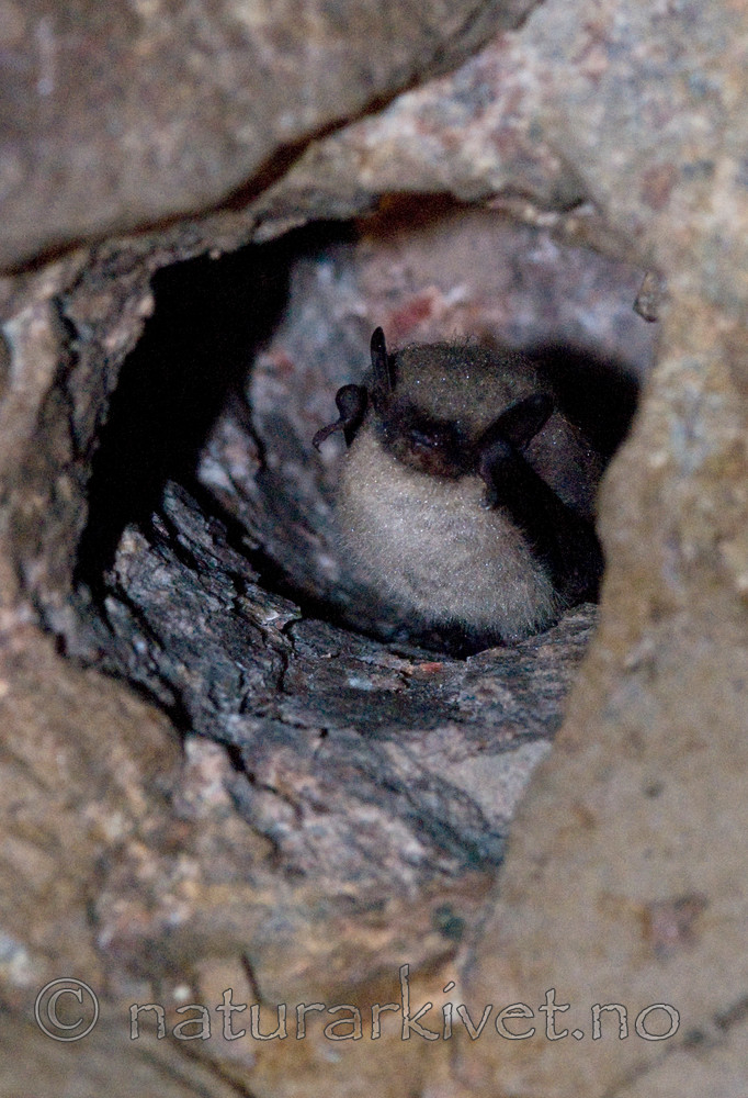 BB 09 0267 / Myotis mystacinus / Skjeggflaggermus