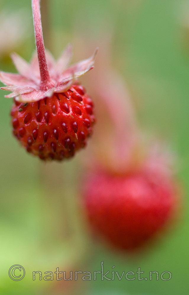 BB 09 0269 / Fragaria vesca / Markjordbær