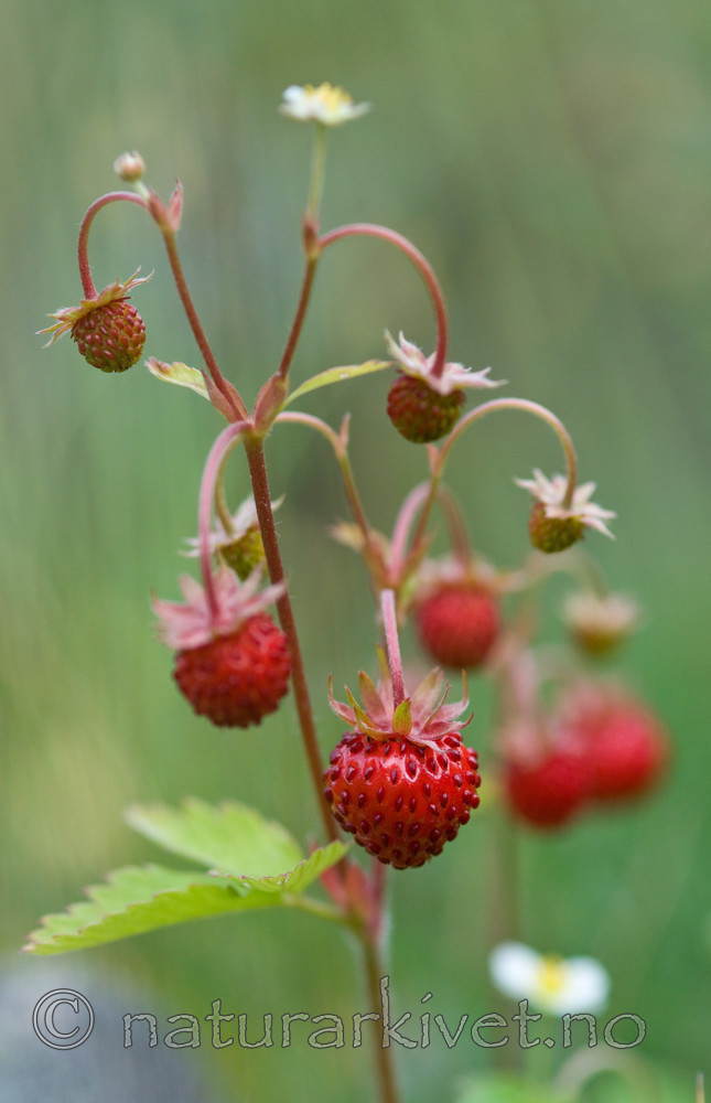 BB 09 0270 / Fragaria vesca / Markjordbær