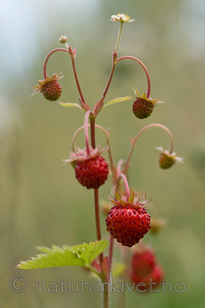 BB 09 0271 / Fragaria vesca / Markjordbær