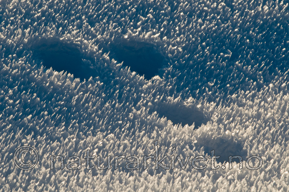 BB 09 0279 / Lepus timidus / Hare