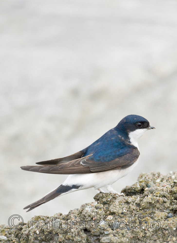 BB 09 0288 / Delichon urbicum / Taksvale