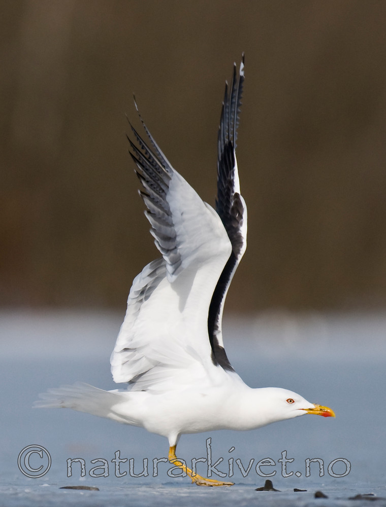 BB 09 0291 / Larus fuscus / Sildemåke