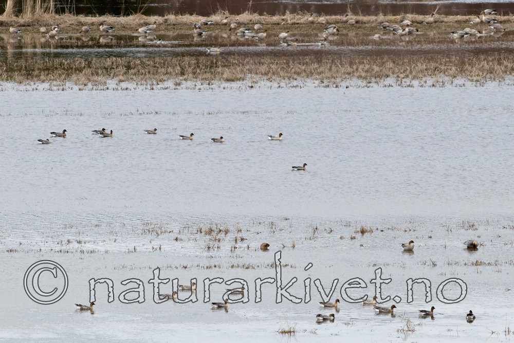 BB 09 0299 / Anser brachyrhynchus / Kortnebbgås