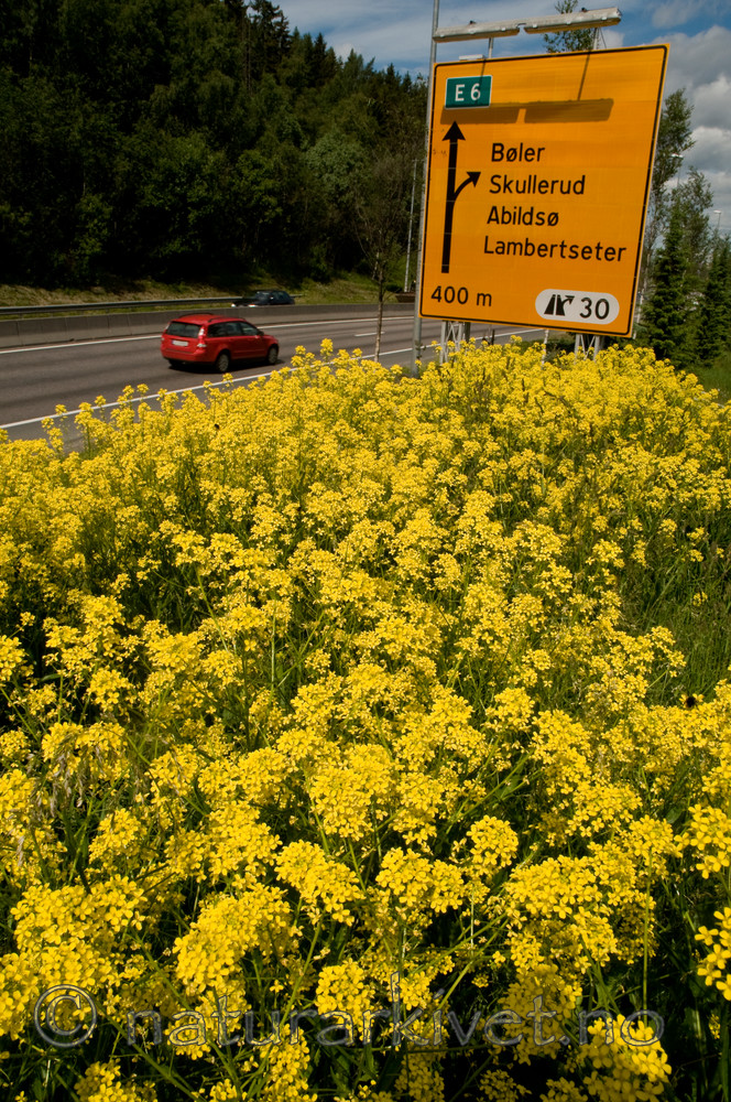 BB 09 0310 / Bunias orientalis / Russekål