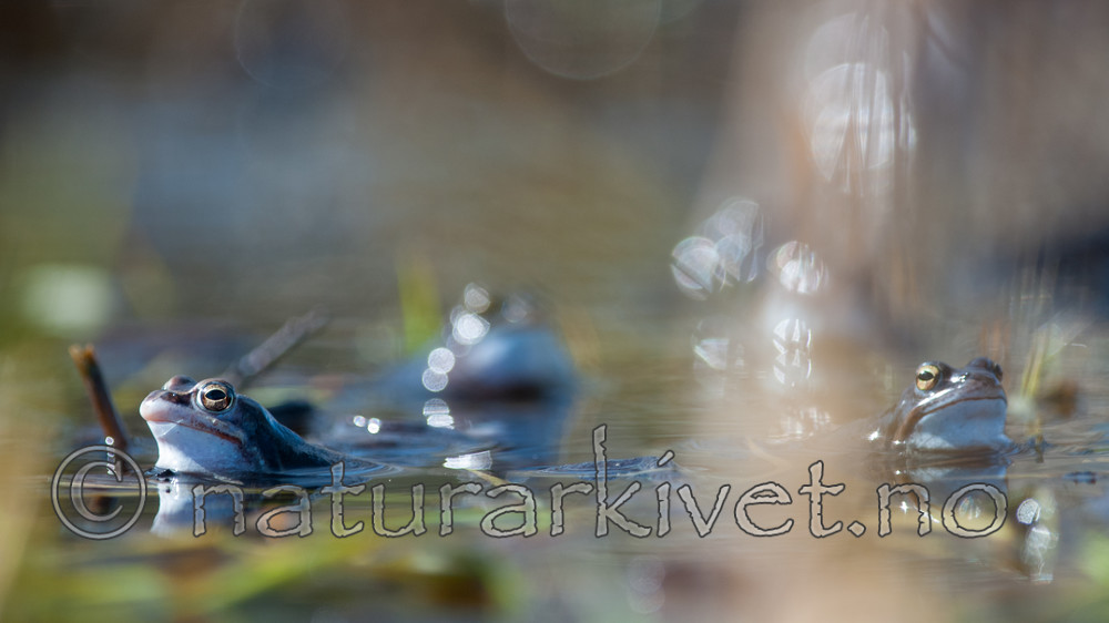 BB 09 0314 / Rana arvalis / Spissnutefrosk