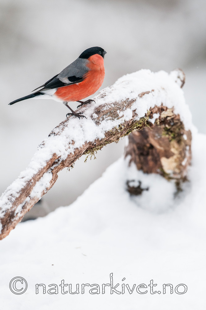 BB 09 0319 / Pyrrhula pyrrhula / Dompap