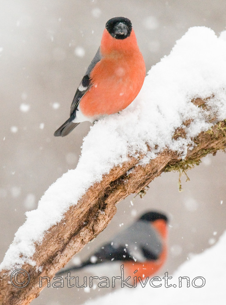 BB 09 0320 / Pyrrhula pyrrhula / Dompap