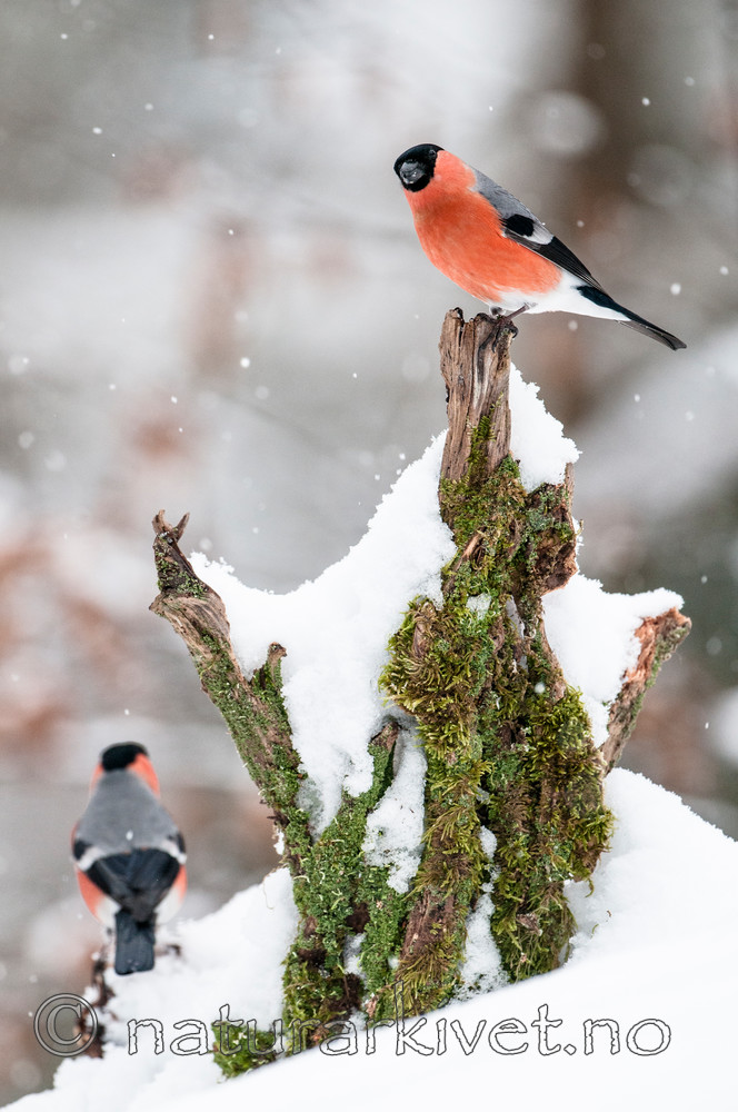 BB 09 0321 / Pyrrhula pyrrhula / Dompap