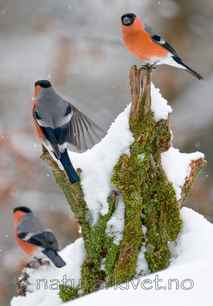 BB 09 0322 / Pyrrhula pyrrhula / Dompap