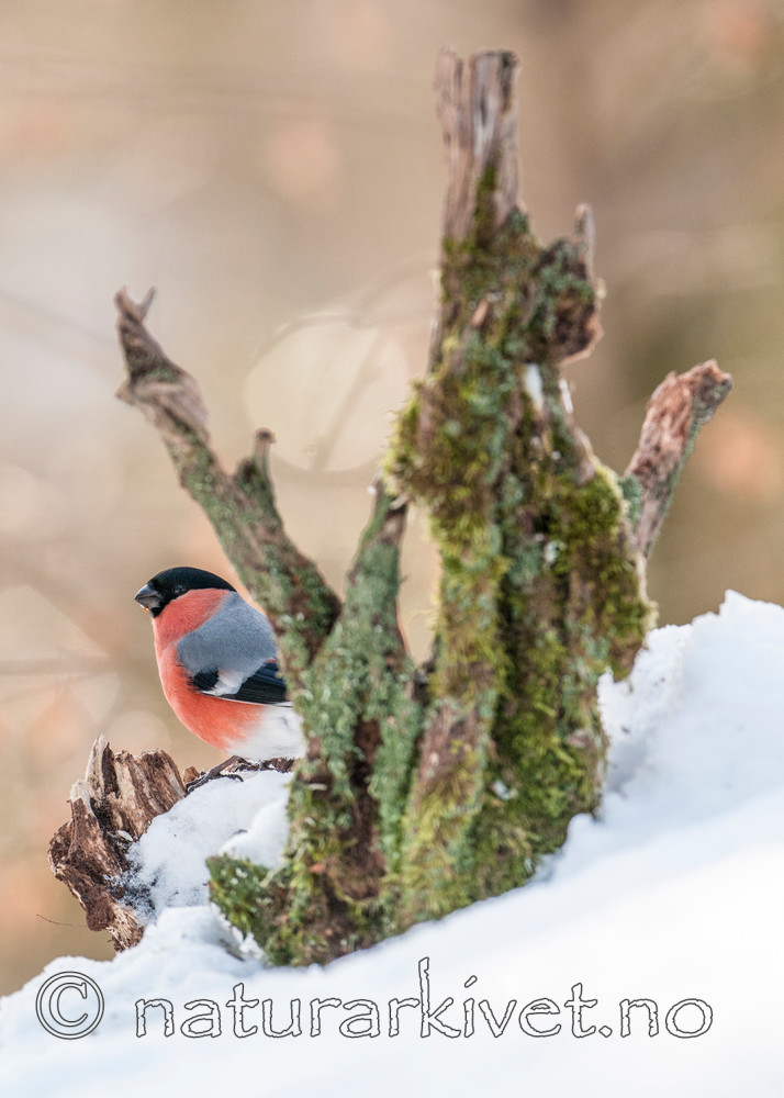 BB 09 0323 / Pyrrhula pyrrhula / Dompap