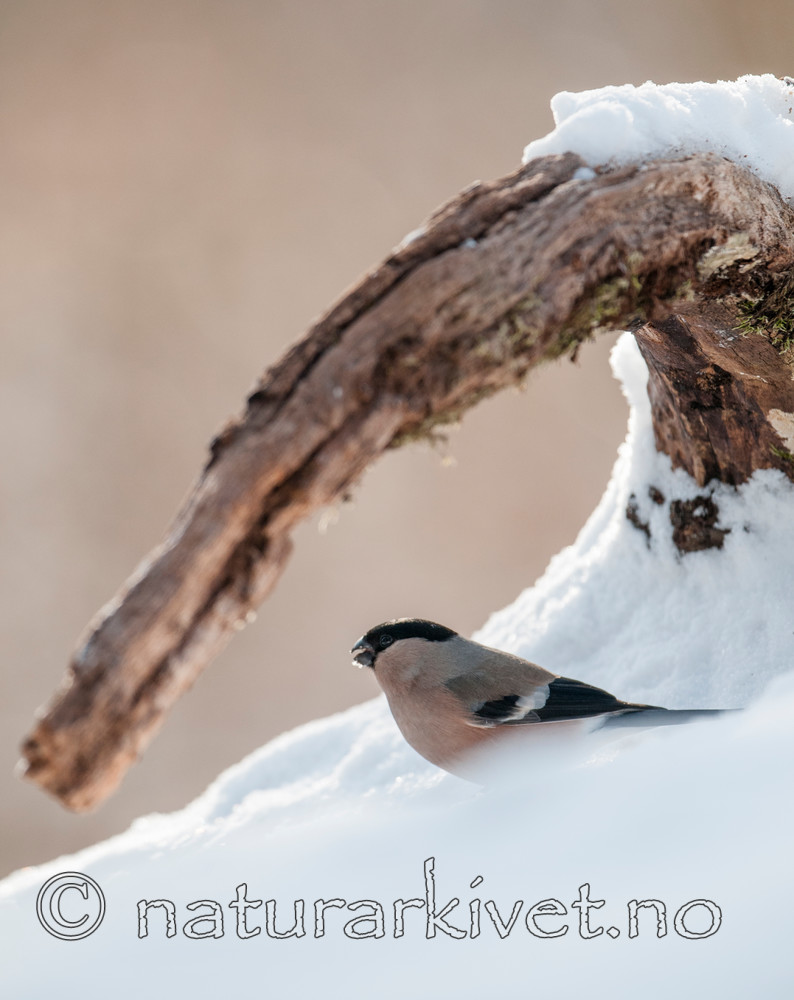 BB 09 0324 / Pyrrhula pyrrhula / Dompap