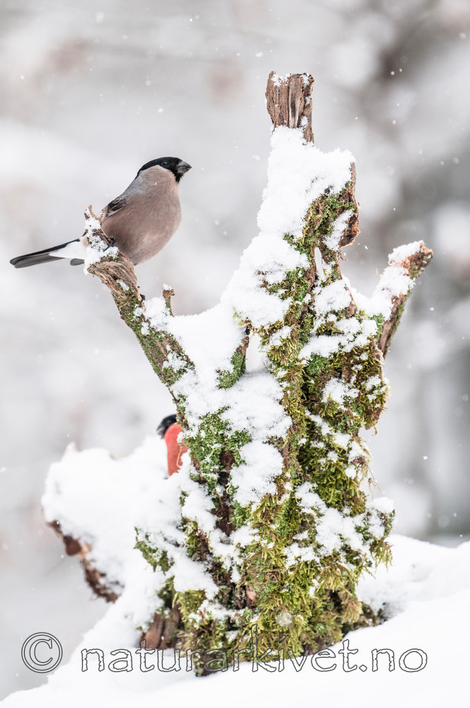 BB 09 0325 / Pyrrhula pyrrhula / Dompap