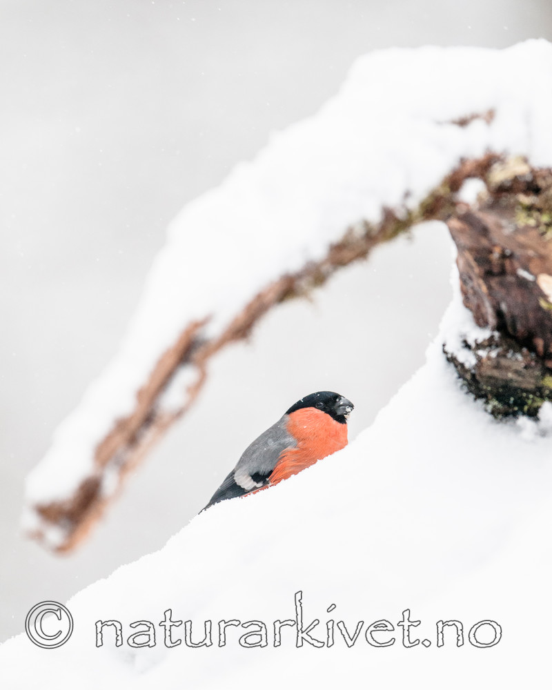 BB 09 0326 / Pyrrhula pyrrhula / Dompap