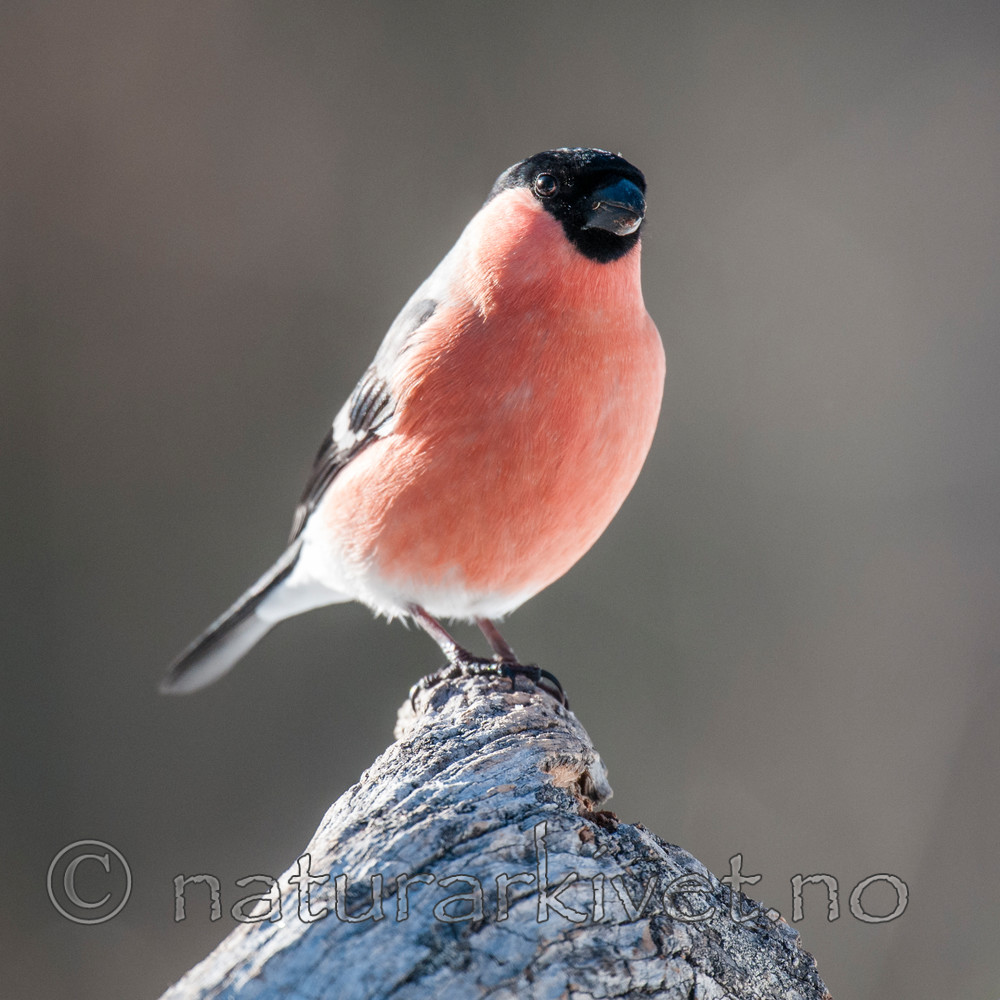 BB 09 0327 / Pyrrhula pyrrhula / Dompap