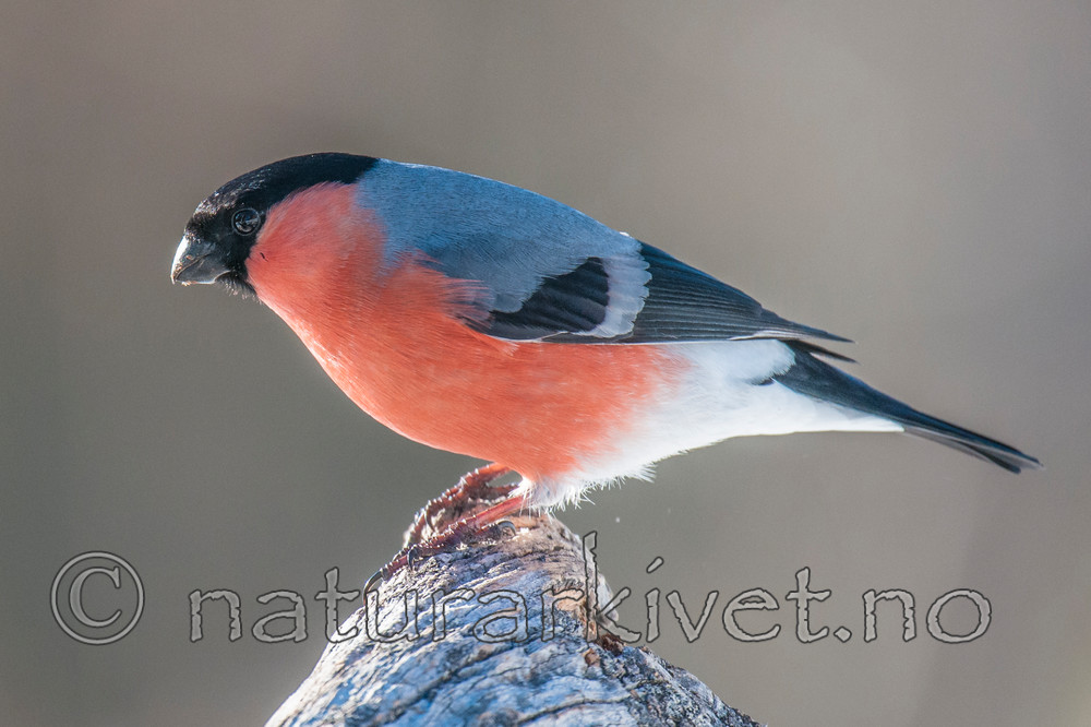 BB 09 0328 / Pyrrhula pyrrhula / Dompap