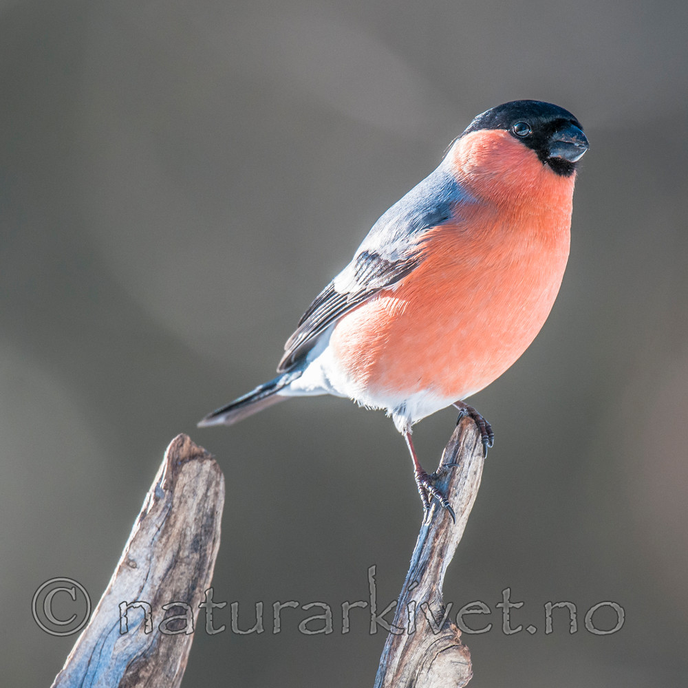 BB 09 0329 / Pyrrhula pyrrhula / Dompap