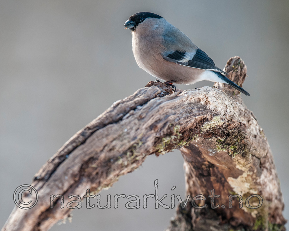 BB 09 0330 / Pyrrhula pyrrhula / Dompap