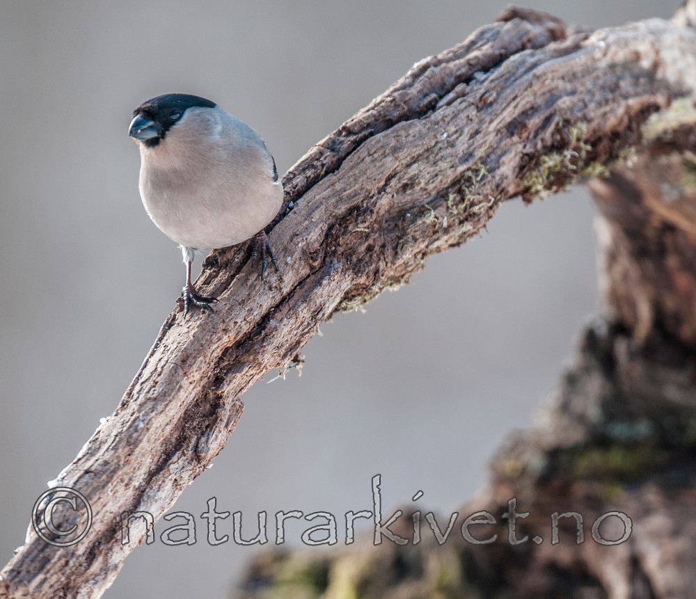 BB 09 0331 / Pyrrhula pyrrhula / Dompap